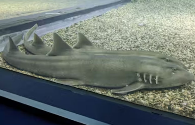 明治大学发现鲨鱼也能感知苦味，或有助于阐明味觉的进化机制
