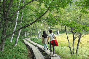 人们在白桦树林荫道上散步。图为新绿的日光战场之原。