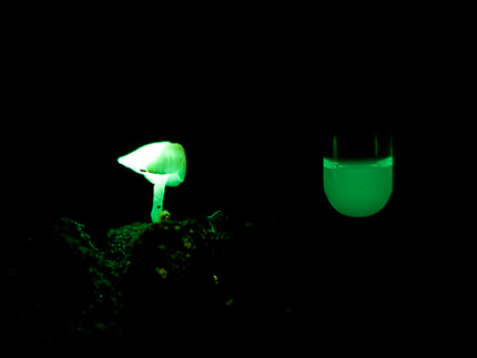 发光蘑菇的发光物质被证实