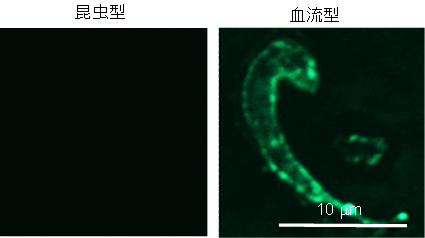 日本理化学研究所发现：杏鲍菇中含有可与昏睡病病原体结合的蛋白质