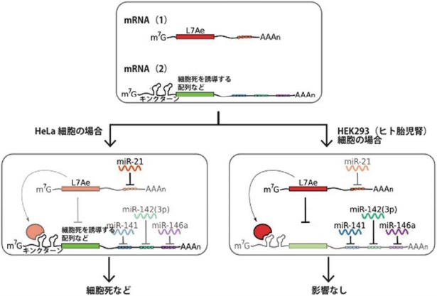 京大等团队成功利用人工RNA杀灭癌细胞