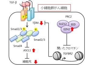 东京大学研究团队解明小细胞肺癌发病机制