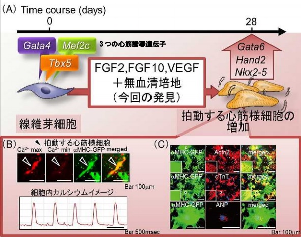 日本庆应大学使用增殖因子高效率制作类心肌细胞
