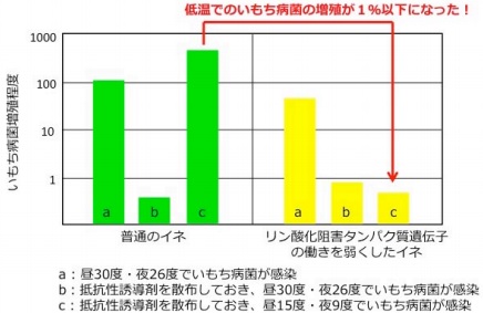 日本研究阐明稻瘟病防治药剂效果下降的原因