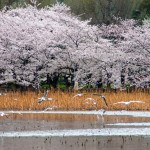 春季之日本