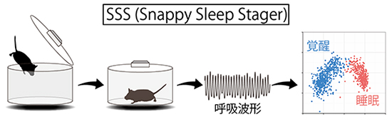 日本理研开发出短时间内制作转基因小鼠的方法