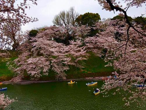 2017年4月樱花绽放时护城河两岸的垂樱和划船的游客（图/客观日本编辑部）