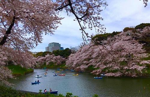 2017年4月两岸的樱花和赏樱划船的游客