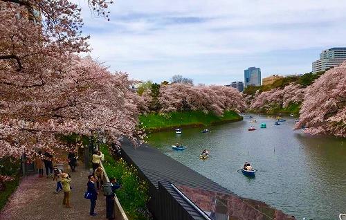 从观赏台可以清晰地看到整个护城河两岸樱花盛开的全貌