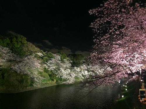 2017年4月樱花节晚上点灯时护城河两岸的樱花