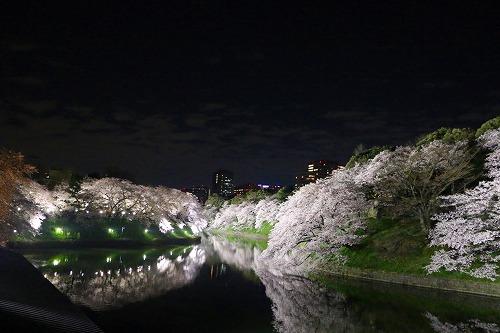 2017年4月樱花节晚上点灯时护城河两岸的樱花（图/袁华）