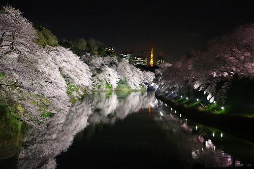 2017年4月樱花节晚上点灯时从护城河可以清晰地看到东京塔（图/袁华）