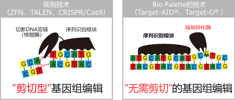 神户大学初创企业利用“无需剪切的基因组编辑”技术开展业务