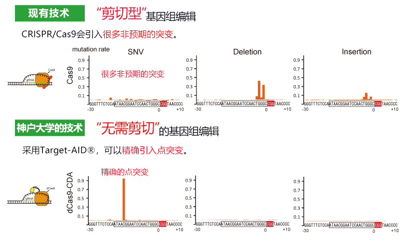 神户大学初创企业利用“无需剪切的基因组编辑”技术开展业务