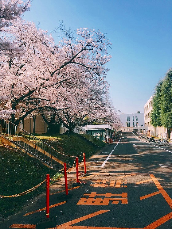 图4 春天上学路旁的樱花树