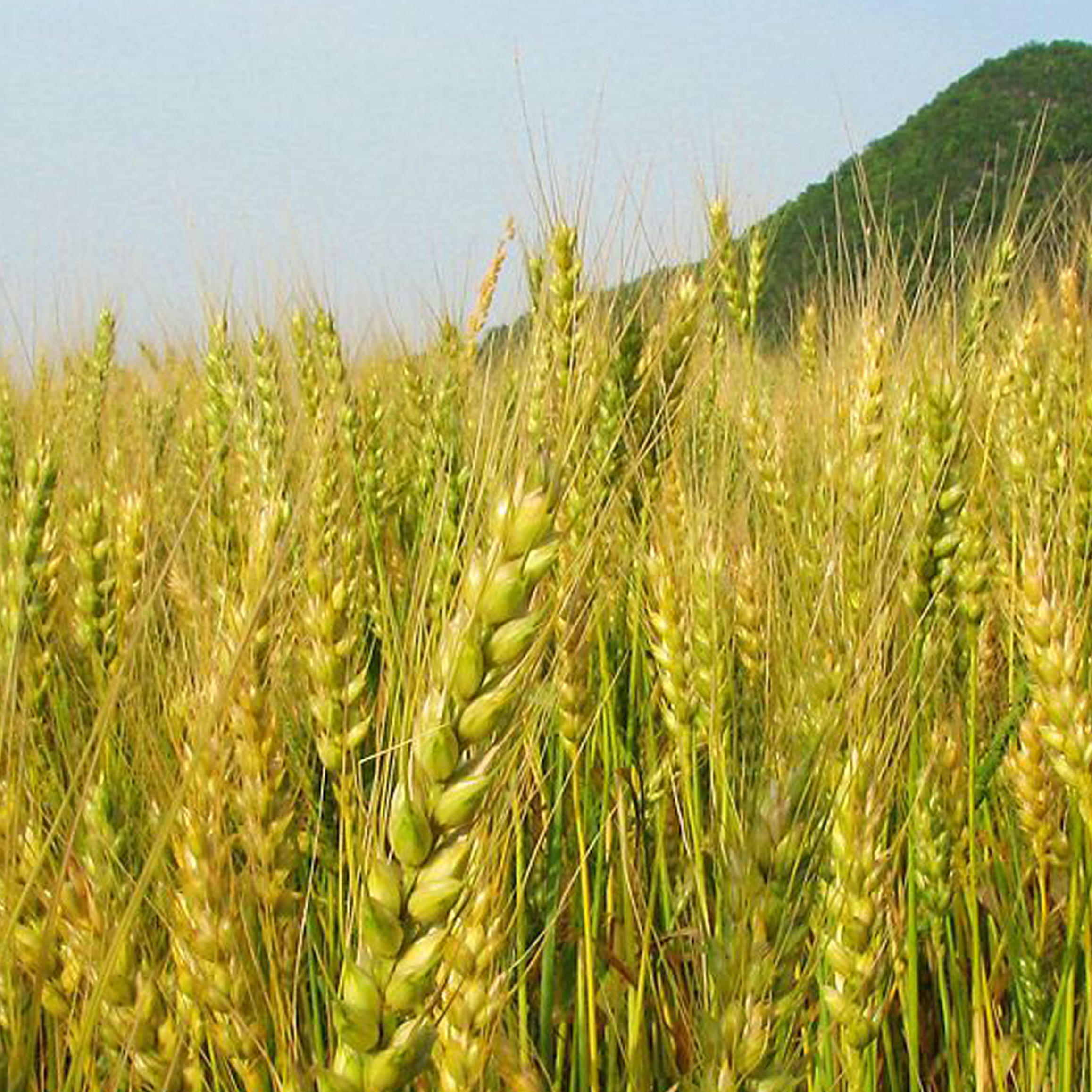 日本农研机构完成小麦基因组测序，有望加速新品种开发