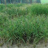 日本开发耐干旱高产量的陆稻