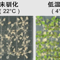 埼玉大学等发现了植物“过冬准备”的新机理