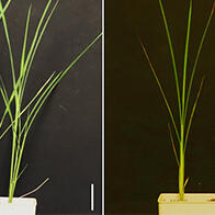 日本东北大学阐明禾本科植物修复紫外线对叶绿体损伤的机制