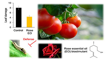 东京理科大学发现玫瑰精油可防治番茄虫害，有望成为替代农药的新材料