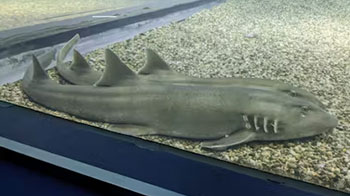 明治大学发现鲨鱼也能感知苦味，或有助于阐明味觉的进化机制