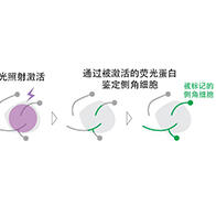 理研:对气味的好恶感知由不同的神经回路结构产生