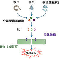 理研揭示植物识别寄生线虫的机制,鉴定出引发免疫反应的关键肽与受体
