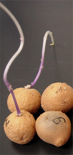 日本理化学研究所发现马铃薯生成有毒物质的基因