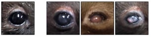 出现角膜浑浊症状的小鼠的眼睛（右侧3图）与正常小鼠的眼睛（左1）