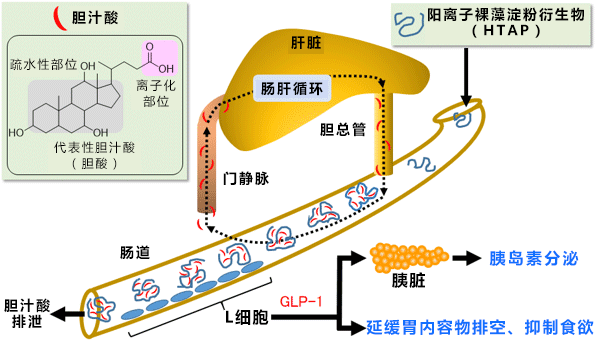 通过阳离子裸藻淀粉衍生物（HTAP）促进GLP-1分泌