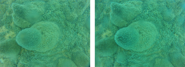 利用小型ROV拍摄的长池苔藻堆的立体图像