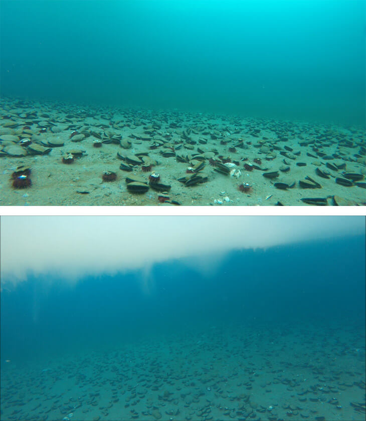 斯卡夫斯内斯奥生湾的海底（水深10m处附近）情况