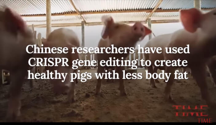 转基因猪、人工肉，就问你敢不敢吃？