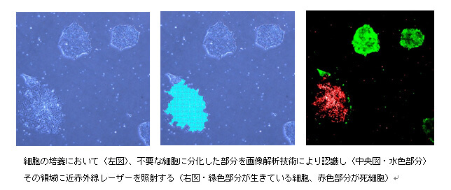 日本iPS细胞研究报告 近畿大学篇