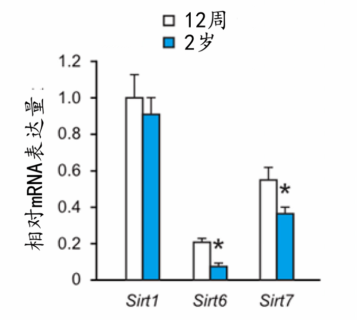 细胞核内的Sirtuin在老龄小鼠骨组织中的表达量