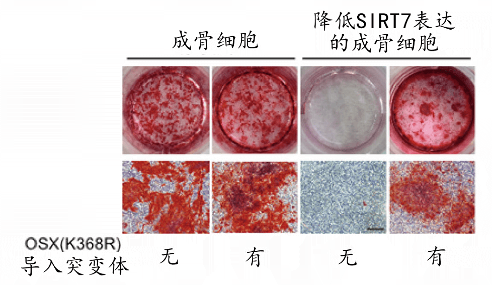 SIRT7对成骨细胞分化产生的影响
