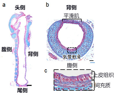 小鼠的气管结构（胎生18.5日）