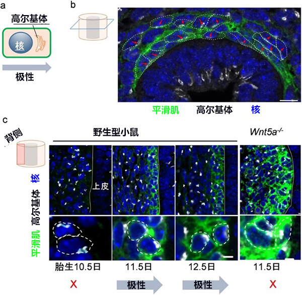 平滑肌细胞的放射状细胞极性与Wnt5a基因变异小鼠的极性异常