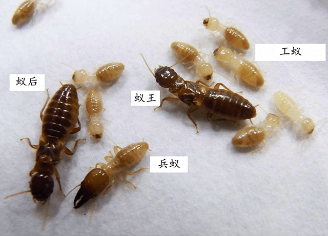 内华达古白蚁的生殖虫（蚁后和蚁王）