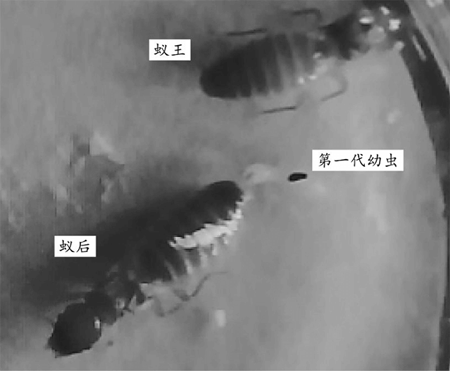 蚁后向第一代幼虫喂食肠内容物的行动观察示例