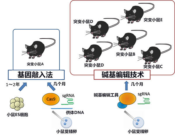 利用基因敲入法和利用碱基编辑技术制作小鼠模型的两种方法