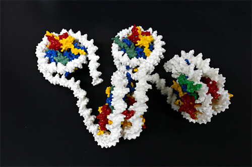 组蛋白与DNA的立体模型