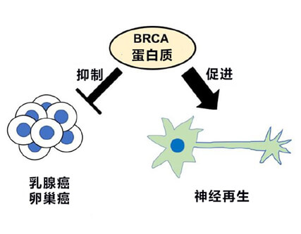 日本发现BRCA乳腺癌抑制基因的新功能