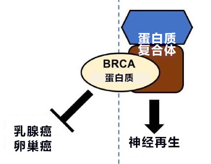 日本发现BRCA乳腺癌抑制基因的新功能