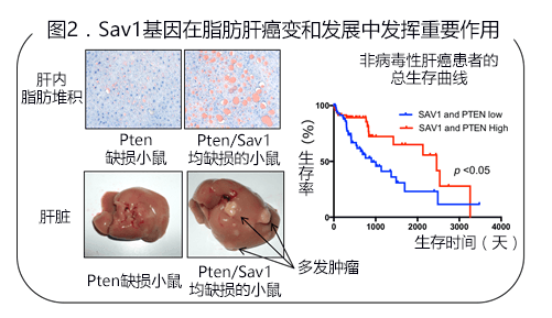 大阪大学等确定脂肪肝癌变的重要癌症基因