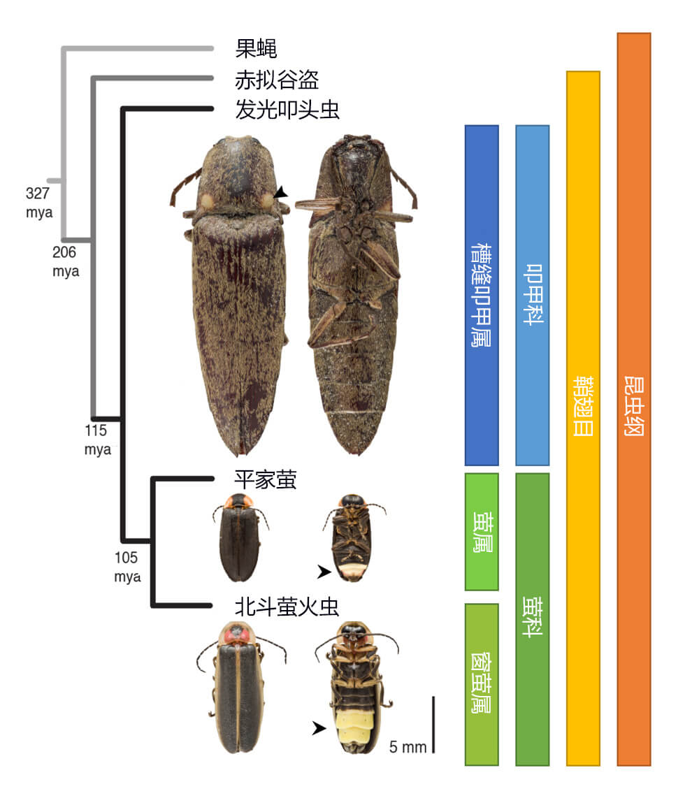 此次研究分析的两种萤火虫与发光叩头虫的品系关系
