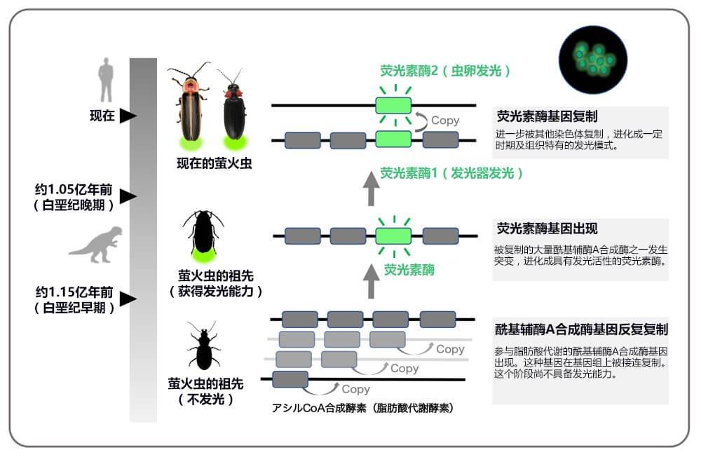萤火虫的荧光素酶基因进化模式图
