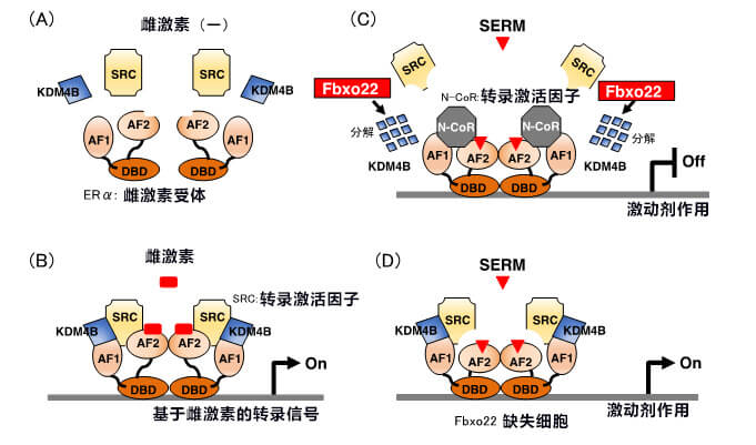 在Fbxo22缺失的细胞中，SERM发挥激动剂的作用