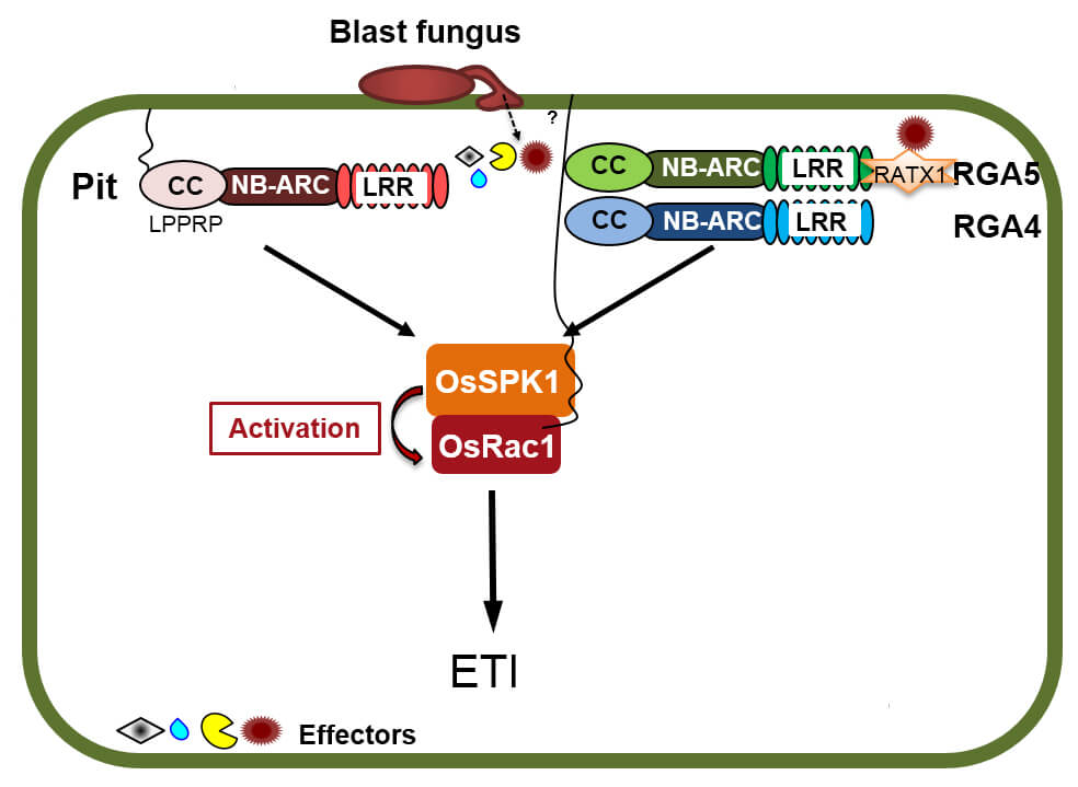 当水稻抗性蛋白Pit或者RGA4 感应到稻瘟病菌入侵细胞，可通过激活下游OsSPK1来进一步激活免疫分子开关OsRac1，从而实现对稻瘟病菌的抵御