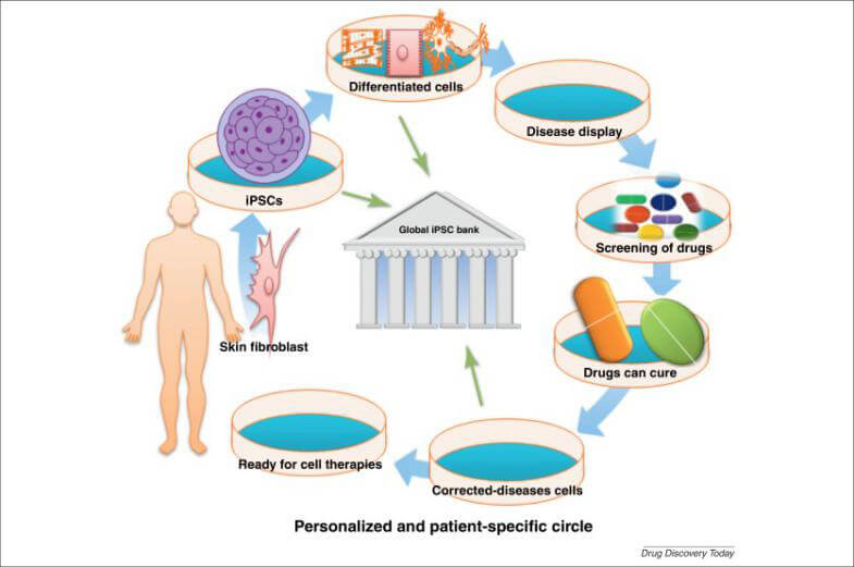 iPS细胞被应用于药物研发